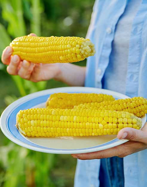 Sweet Corn