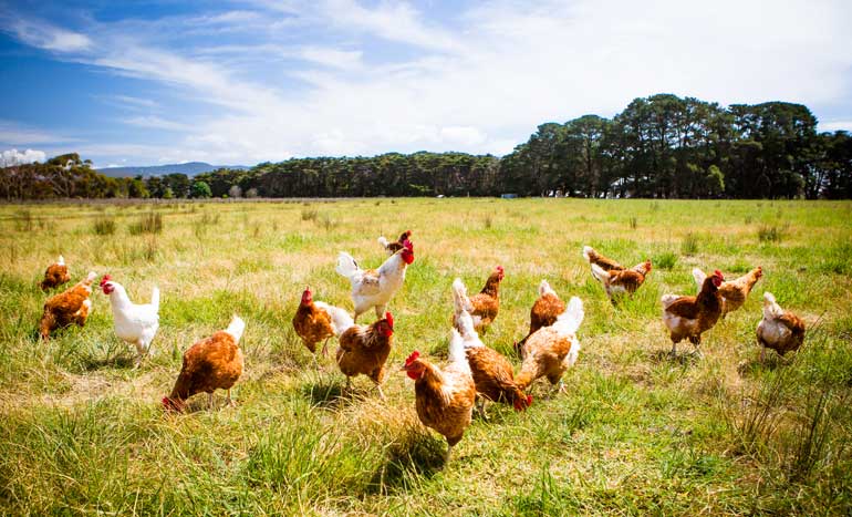 chickens in a field